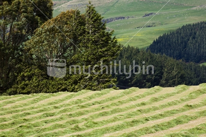 Freshly cut paddock of grass in Southland