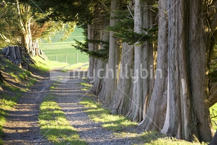A farm road beneath macrocarpa trees