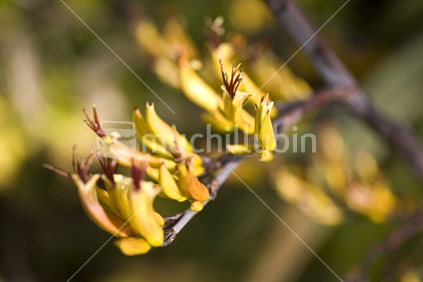 Closeup of yellow flax in bloom