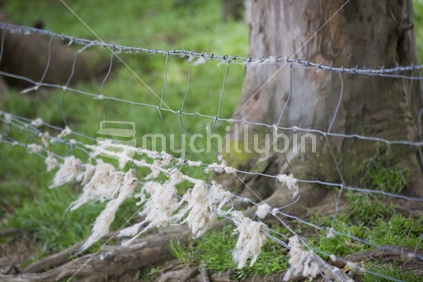 Tufts of sheep wool caught on a barbed wire fence