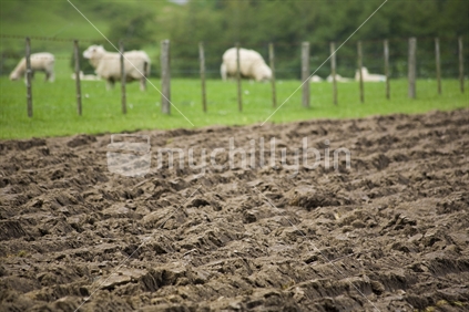 Freshly ploughed rows of soil in a paddock beside a paddock of sheep