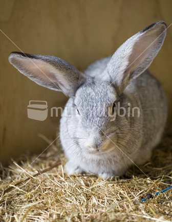A pet bunny rabbit with large ears