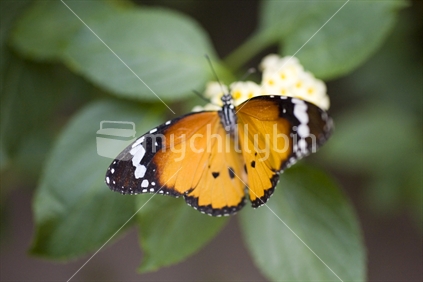 Colourful tropical butterfly in an indoor aviary