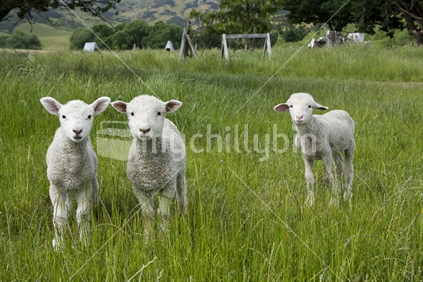 Three lambs looking ahead