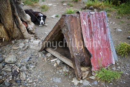A sheepdog resting behind its kennel; run down house