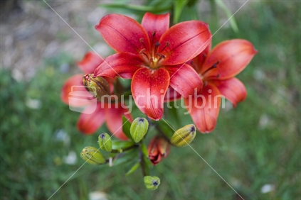 A bright red lily growing in a garden
