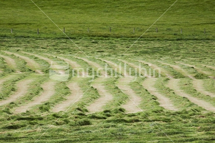 A freshly cut paddock of grass in southland, New Zealand