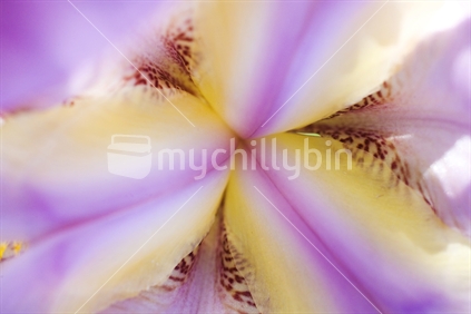 Closeup of mauve & yellow iris