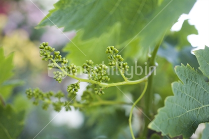 Grape vine buds
