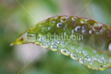Large dewdrops on a rose leaf