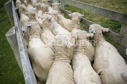 Shorn sheep being herded onto a truck