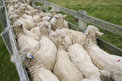 Shorn sheep being herded onto a truck