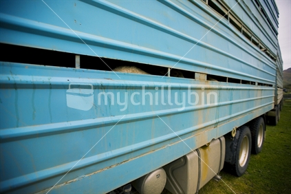 A blue sheep truck 