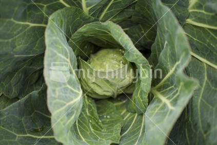 A large green cabbage