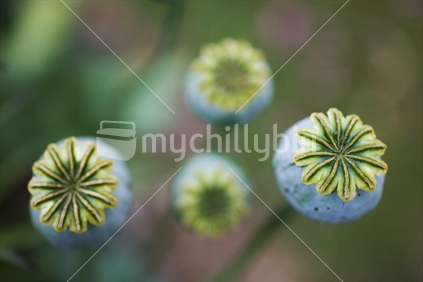 Close up of poppy flower buds