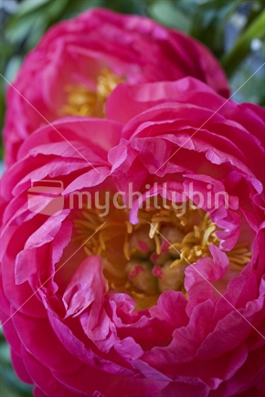 Closeup of bright pink peony roses