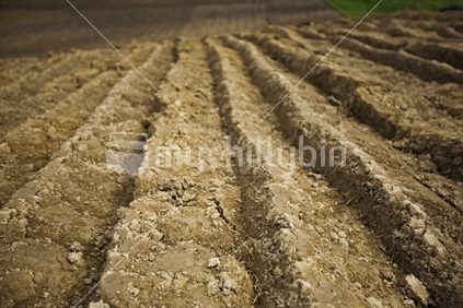 Freshly plowed rows of soil in a paddock