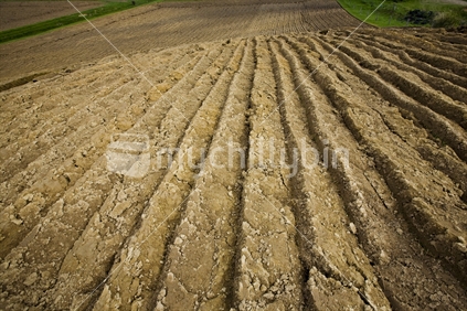 Freshly plowed rows of soil in a paddock
