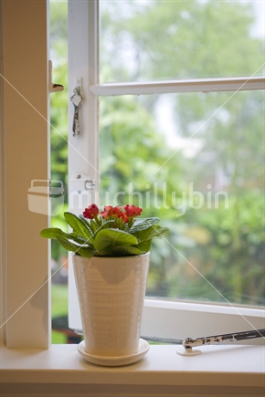 A potted plant on a white windowsill