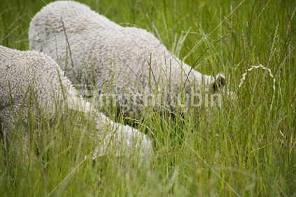 Two lambs grazing in long grass