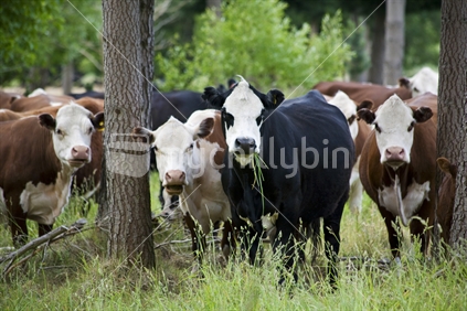 A herd cows watching nervously from tree cover