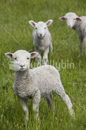 Three young lambs in grassy paddock