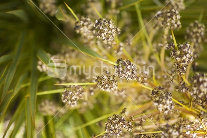 Close up of native Spaniard Grass (Speargrass) in flower