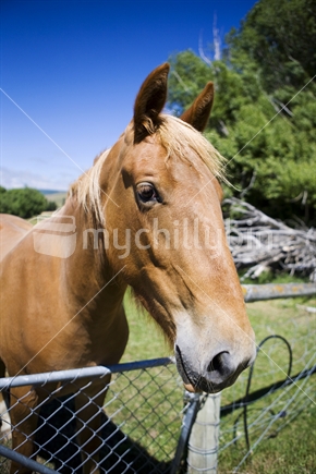 Chestnut pony peers over a farm gate