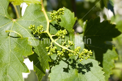 Grape buds on a grapevine in the sun