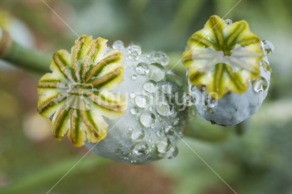 Close up of poppy buds covered in rain drops
