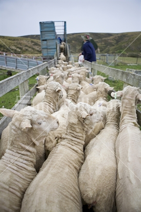 Shorn sheep being herded along a race into a truck 
