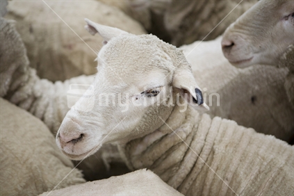 A shorn sheep squashed in herd being moved