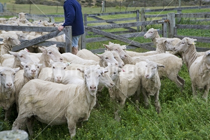 shorn sheep herded into pens by a farmer