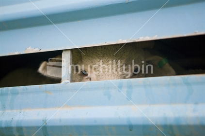 A sheep peering out of the slats of a blue truck