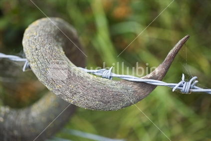 An old weathered sheep horn twisted around a barbed wire fence