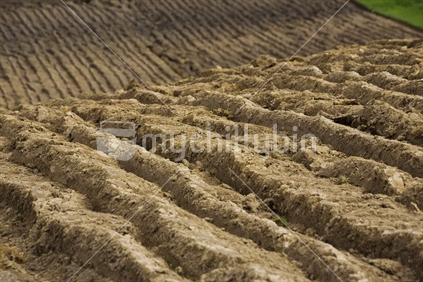 Freshly plowed farmland in Southland