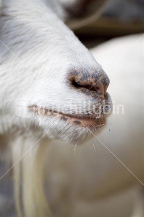 Close up on a white goats nose & mouth