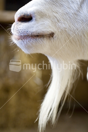 Close up on a white goats nose & mouth