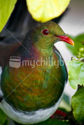 Kereru - New Zealand native wood pigeon