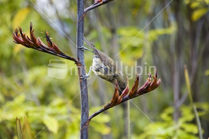 A Bellbird (karimako) drinking nectar from a flax in bloom