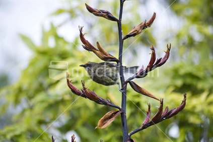 A Bellbird perched on a red flax in bloom