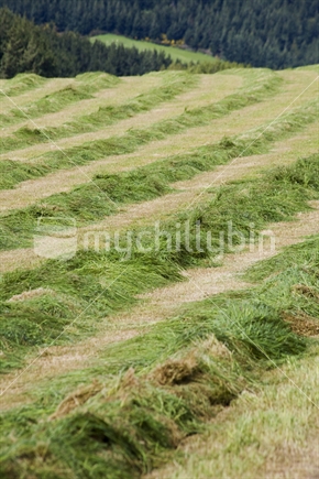 Rows of cut grass on a Southland farm