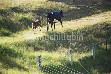A calf follows its mother up a paddock hill