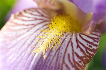 Closeup of a purple veined iris