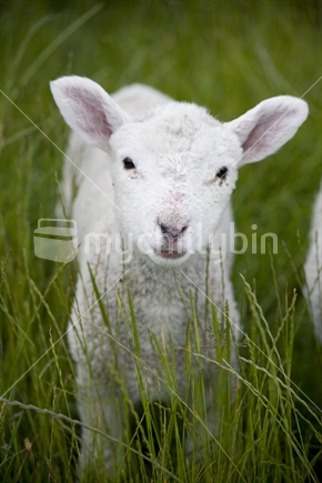 A cute lamb looking straight ahead in a paddock of long grass