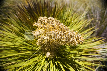 Native spaniard grass (speargrass) in bloom in Central Otago