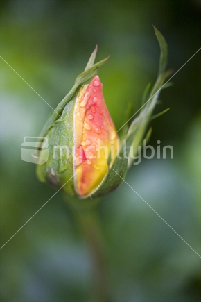 Closeup of a delicate yellow & pink rosebud covered in rain drops