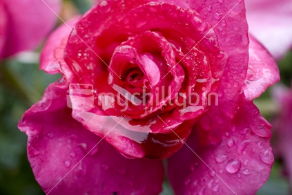 Bright pink rose filled with rain drops