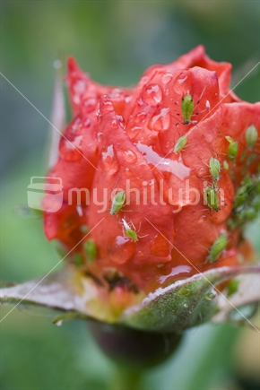 Closeup of a red rose bud covered in green aphids