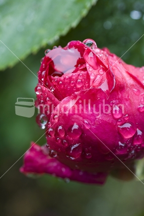 Bright pink rose bud covered with rain drops